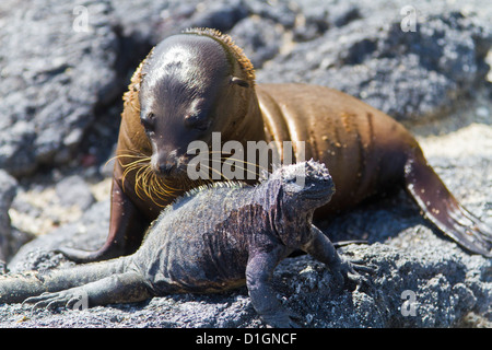 Galapagos marine Iguana (Amblyrhynchus Cristatus), Fernandina Insel, Galapagos-Inseln, Ecuador, Südamerika Stockfoto