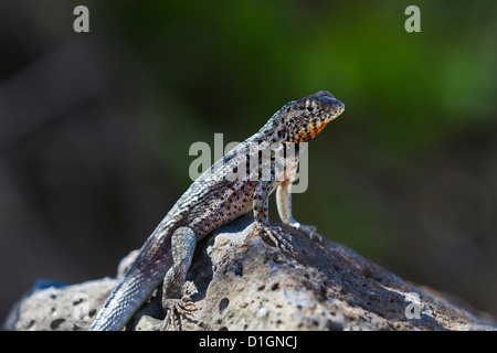 Lava-Eidechse (Microlophus Spp), Santa Cruz Island, Galapagos-Inseln, UNESCO World Heritage Site, Ecuador, Südamerika Stockfoto