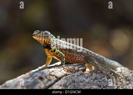 Lava-Eidechse (Microlophus Spp), Santa Cruz Island, Galapagos-Inseln, UNESCO World Heritage Site, Ecuador, Südamerika Stockfoto