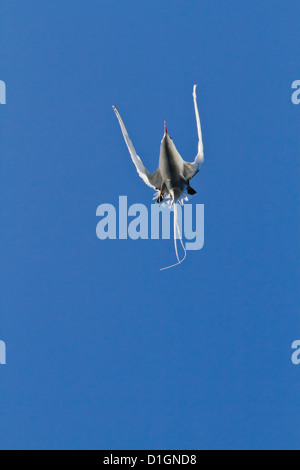 Rot-billed Tropicbird (Phaethon Aethereus), Punta Pitt, San Cristobal Insel, Galapagos-Inseln, Ecuador, Südamerika Stockfoto