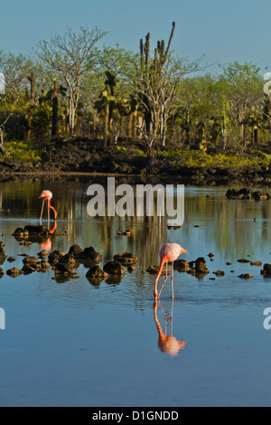 Rosaflamingo (Phoenicopterus Ruber), Cerro Dragon, Santa Cruz Island, Galapagos-Inseln, Ecuador, Südamerika Stockfoto