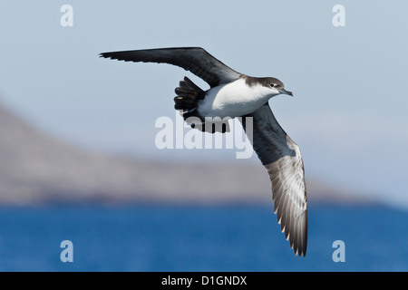 Galapagos-Sturmtaucher (Puffinus Subalaris), Punta Pitt, San Cristobal Insel, Galapagos-Inseln, Ecuador, Südamerika Stockfoto