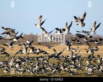 Große Herde von Weißwangengans (Branta Leucopsis) aufgeschreckt und ausziehen in die Flucht Stockfoto