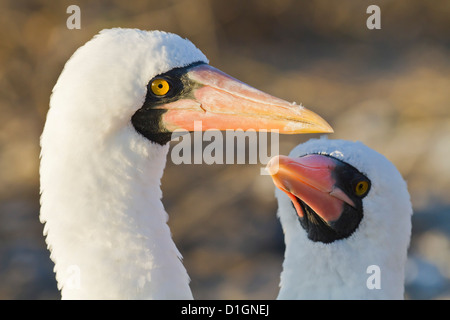 Nazca-Tölpel (Sula Grantii), Punta Suarez, Insel Santiago, Galapagos-Inseln, UNESCO-Weltkulturerbe, Ecuador, Südamerika Stockfoto