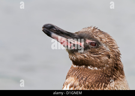 Juvenile Galápagos-Pinguin (Spheniscus Mendiculus), Fernandina Insel, Galapagos-Inseln, Ecuador, Südamerika Stockfoto