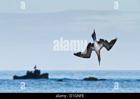 Blau-footed Sprengfallen (Sula Nebouxii), Kormoran Punkt, Floreana Insel, Galapagos-Inseln, Ecuador, Südamerika Stockfoto