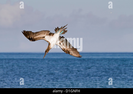 Blau-footed Sprengfallen (Sula Nebouxii), Kormoran Punkt, Floreana Insel, Galapagos-Inseln, Ecuador, Südamerika Stockfoto