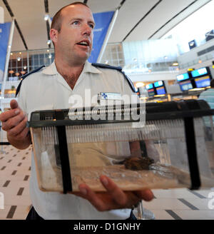 CAPE TOWN, SOUTH AFRICA: Brett Glasby, vom Kap der guten Hoffnung SPCA, hält Jack, die Reisenden Kröte in seinem speziellen Fall für den Transport am 21. Dezember 2012 in Kapstadt, Südafrika. Die asiatischen gemeinsame Kröte sprang in einen Kerzenhalter und aus China nach Südafrika gereist. Jack wird von Kapstadt nach Johannesburg transportiert werden, wo er die Montecasino Vogel Gärten verschoben wird. (Foto von Gallo Images / Foto24 / Jaco Marais) Stockfoto