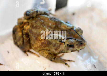 CAPE TOWN, SOUTH AFRICA: Jack, die Reisenden Kröte in seiner speziellen Transportkoffer am 21. Dezember 2012 in Kapstadt, Südafrika. Die asiatischen gemeinsame Kröte sprang in einen Kerzenhalter und aus China nach Südafrika gereist. Jack wird von Kapstadt nach Johannesburg transportiert werden, wo er die Montecasino Vogel Gärten verschoben wird. (Foto von Gallo Images / Foto24 / Jaco Marais) Stockfoto