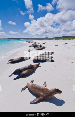 Galapagos-Seelöwen (Zalophus Wollebaeki), Gardner-Strand, Insel Santiago, Galapagos-Inseln, Ecuador, Südamerika Stockfoto