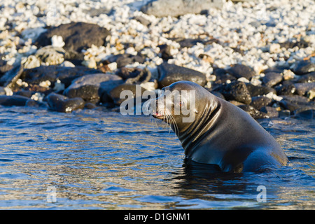 Galapagos-Seelöwe (Zalophus Wollebaeki), Sombrero Chino Insel, Galapagos-Inseln, Ecuador, Südamerika Stockfoto