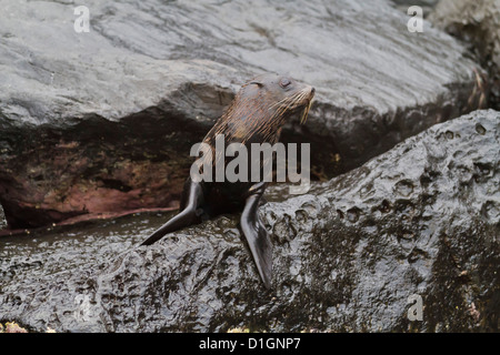 Galápagos-Seebär (Arctocephalus Galapagoensis), Isabela Island, Galapagos-Inseln, Ecuador, Südamerika Stockfoto