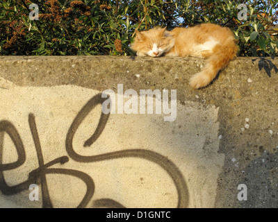 Big fat Ingwer Tom Katze schläft auf einer Gartenmauer Stockfoto