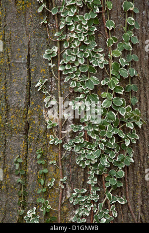 Bellen Sie Baum mit Efeu grüne Blätter und Flechten beschreiben vertikale Linien, Saison, Herbst, Sommer, Herbst Stockfoto