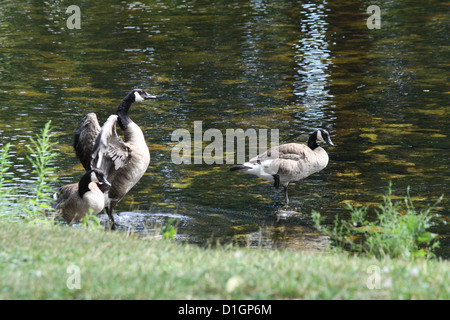Kanada-Gans stehend im Wasser seine Flügel ausbreitet Stockfoto