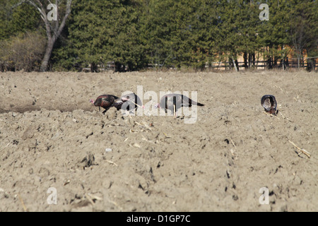 Östlichen wilde Truthähne, die Nahrungssuche in den Schlamm ein Gepflügtes unter Mais Feld Stockfoto