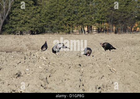 Östlichen wilde Truthähne, die Nahrungssuche in den Schlamm ein Gepflügtes unter Mais Feld Stockfoto