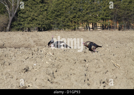 Östlichen wilde Truthähne, die Nahrungssuche in den Schlamm ein Gepflügtes unter Mais Feld Stockfoto