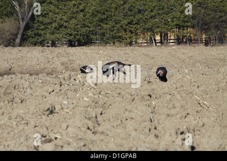 Östlichen wilde Truthähne, die Nahrungssuche in den Schlamm ein Gepflügtes unter Mais Feld Stockfoto