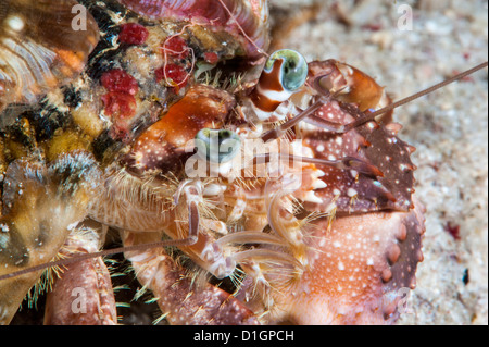 Dekorateur Krabbe (Dardanus Pedunculatus), Sulawesi, Indonesien, Südostasien, Asien Stockfoto