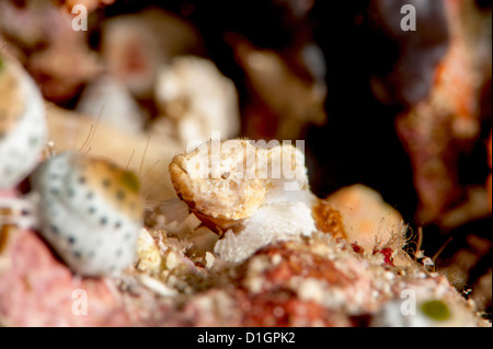 Baby Teufel Drachenköpfe (Scorpaenopsis Diabolus), Sulawesi, Indonesien, Südostasien, Asien Stockfoto