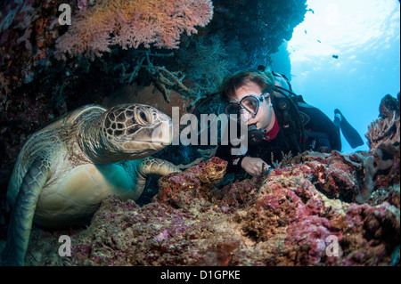 Echte Karettschildkröte (Eretmochelys Imbricata) und Taucher, Sulawesi, Indonesien, Südostasien, Asien Stockfoto