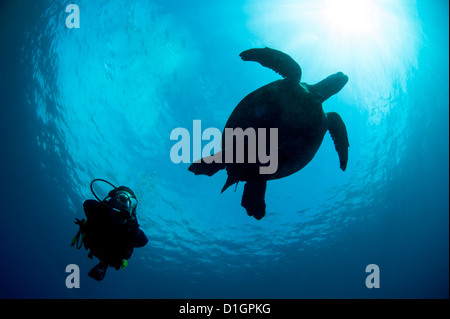 Echte Karettschildkröte (Eretmochelys Imbricata) und Taucher, Sulawesi, Indonesien, Südostasien, Asien Stockfoto