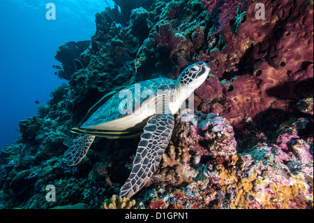 Grüne Schildkröte (Chelonia Mydas) mit Schiffshaltern Rachyucentron Canadum), Sulawesi, Indonesien, Südostasien, Asien Stockfoto