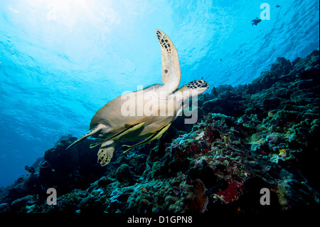 Suppenschildkröte (Chelonia Mydas) mit Schiffshaltern (Rachyucentron Canadum), Sulawesi, Indonesien, Südostasien, Asien Stockfoto