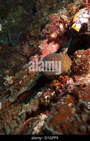 Gelb Margin Muräne (Gymnothorax Flavimarginatus), Sulawesi, Indonesien, Südostasien, Asien Stockfoto