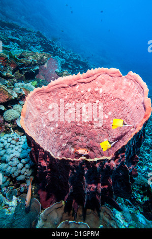 Azure Vase Schwamm und große Nase Butterflyfish (Forcipiger Flavissimus), Sulawesi, Indonesien, Südostasien, Asien Stockfoto