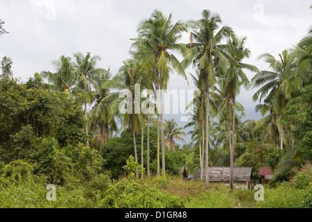 Lokales Dorf Häuser in den tropischen Palmenhain, Malaysia. Stockfoto