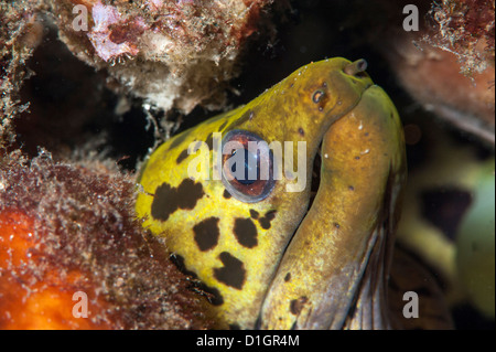 Onduliert Muräne (Gymnothorax Undulatus), Sulawesi, Indonesien, Südostasien, Asien Stockfoto