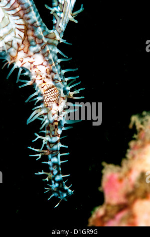 Reich verzierte Geisterpfeifenfische (Solenostomus Paradoxus) weiblich, Sulawesi, Indonesien, Südostasien, Asien Stockfoto