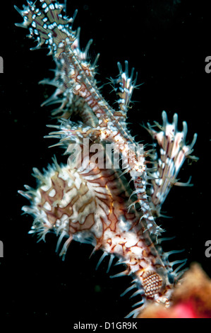 Reich verzierte Geisterpfeifenfische (Solenostomus Paradoxus) weiblich, Sulawesi, Indonesien, Südostasien, Asien Stockfoto