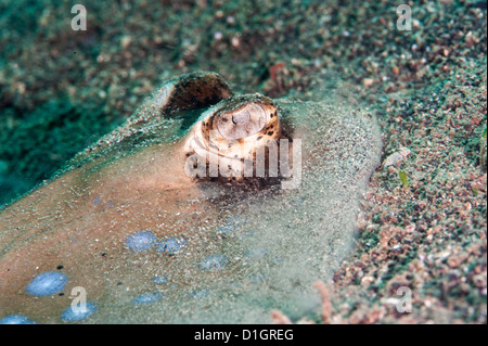 Blue spotted Stingray (Taeniura Lymma), Sulawesi, Indonesien, Südostasien, Asien Stockfoto