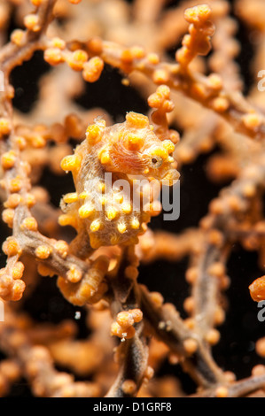 Gelbe Pygmäen-Seepferdchen (Hippocampus Bargibanti), Sulawesi, Indonesien, Südostasien, Asien Stockfoto