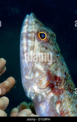 Eidechsenfische (Synodus SP.), Sulawesi, Indonesien, Südostasien, Asien Stockfoto