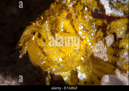 Leaf Drachenköpfe (Taenianotus Triacanthus), Sulawesi, Indonesien, Südostasien, Asien Stockfoto