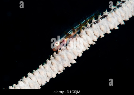 Draht-Korallen Grundel (Bryaninops Yongei), Sulawesi, Indonesien, Südostasien, Asien Stockfoto