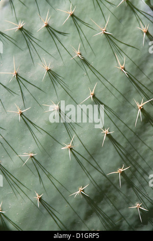 Nahaufnahme eines Kaktus mit Schatten der Spitzen fallen über die Oberfläche, Mexiko. Stockfoto