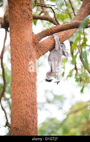 Koalabär (Phascolarctos Cinereus) in Port Macquarie Koala Bär Hospital, New South Wales, Australien, Pazifik Stockfoto