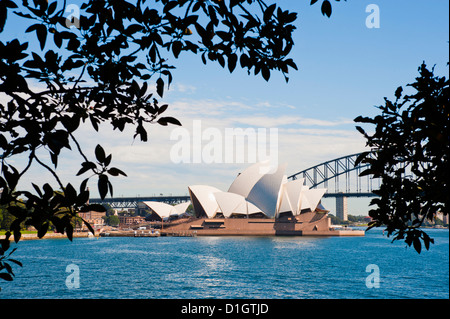 Sydney Opera House und Brücke aus Sydney Botanic Gardens, Sydney, New South Wales, Australien, Pazifik Stockfoto