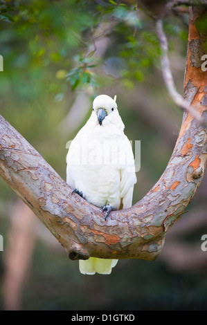 Schwefel-crested Kakadu (Cacatua Galerita) in Sydney Botanic Gardens, Sydney, New South Wales, Australien, Pazifik Stockfoto