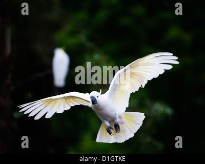 Schwefel-crested Kakadu (Cacatua Galerita) fliegen in Sydney Royal Botanic Gardens, Sydney, New South Wales, Australien, Pazifik Stockfoto