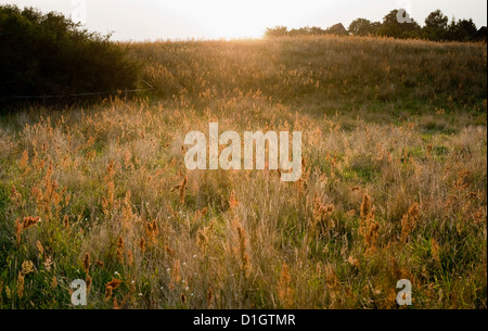 Neue Kirchen, Rügen, Deutschland, einer Wiese am Abend mit Hintergrundbeleuchtung Stockfoto