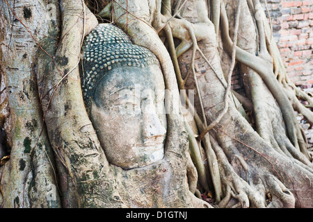 Große Stein Buddha-Kopf im Feigenbaum Wurzeln, Wat Mahathat, Stadt Ayutthaya, Thailand, Südostasien, Asien Stockfoto