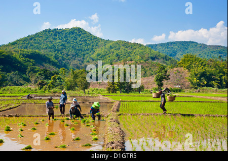 Lahu Stamm Menschen Pflanzen Reis in Reisfeldern, Chiang Rai, Thailand, Südostasien, Asien Stockfoto