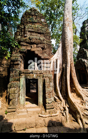 Überwachsenen Wurzeln und Ruinen von Ta Prohm Tempel von Angkor, Siem Reap, Kambodscha, Indochina, Südostasien, Asien Stockfoto