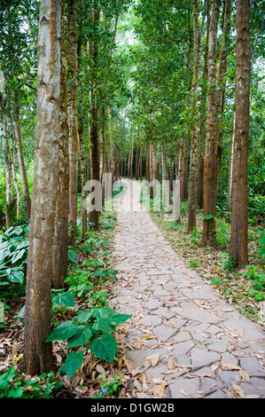 Pfad durch den Wald bei meinem Sohn, UNESCO World Heritage Site, Vietnam, Indochina, Südostasien, Asien Stockfoto